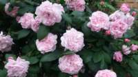 _06_fantin_latour_small.jpg