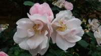 _06_shropshire_lass_small.jpg