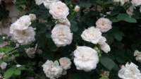 _rosa_alba_maxima_small.jpg